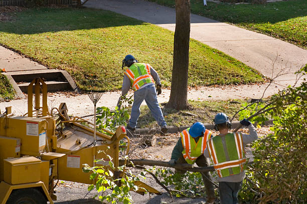 How Our Tree Care Process Works  in  Malvern, IA